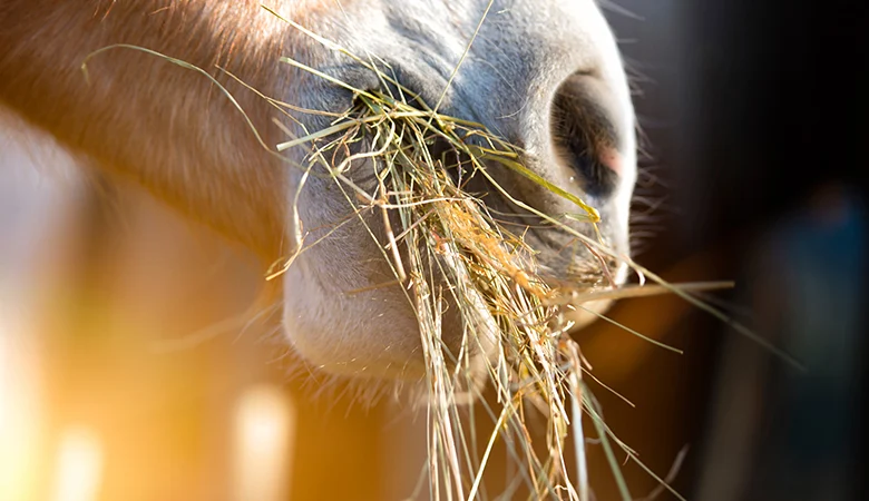 La bonne alimentation pour votre cheval : ce qu’il faut savoir sur les compléments et le choix des aliments