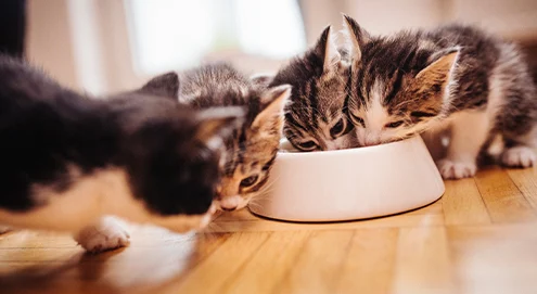 La durée de gestation chez la chatte