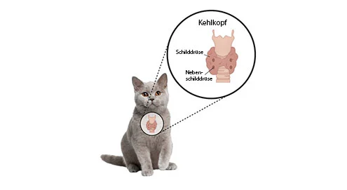 La glande thyroïde de votre chat qui fonctionne trop vite