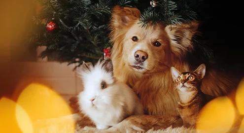La période la plus chaleureuse de l’année avec votre animal
