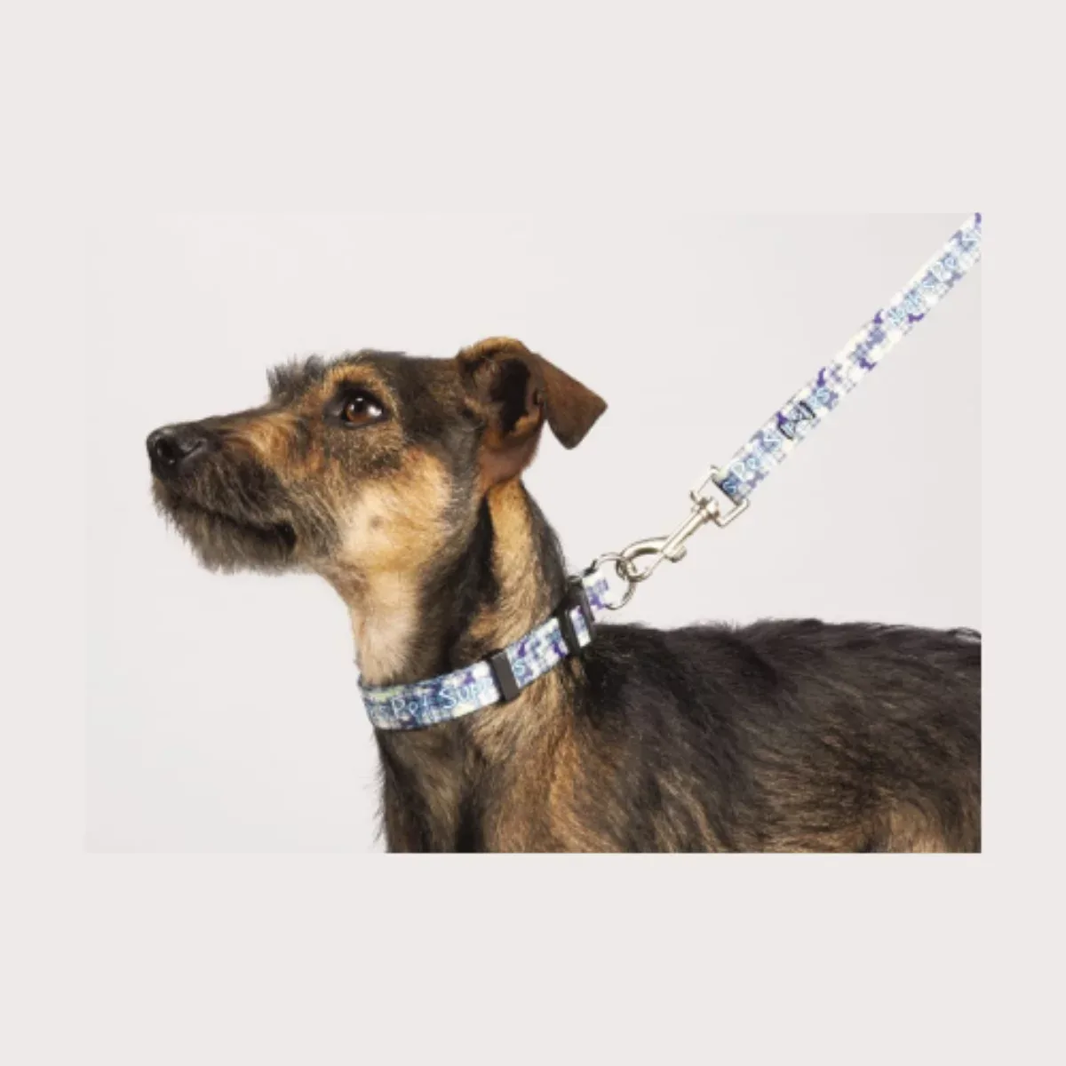 Laisse pour animal de compagnie premium de qualité supérieure, largeur 3/4″, en couleur pleine