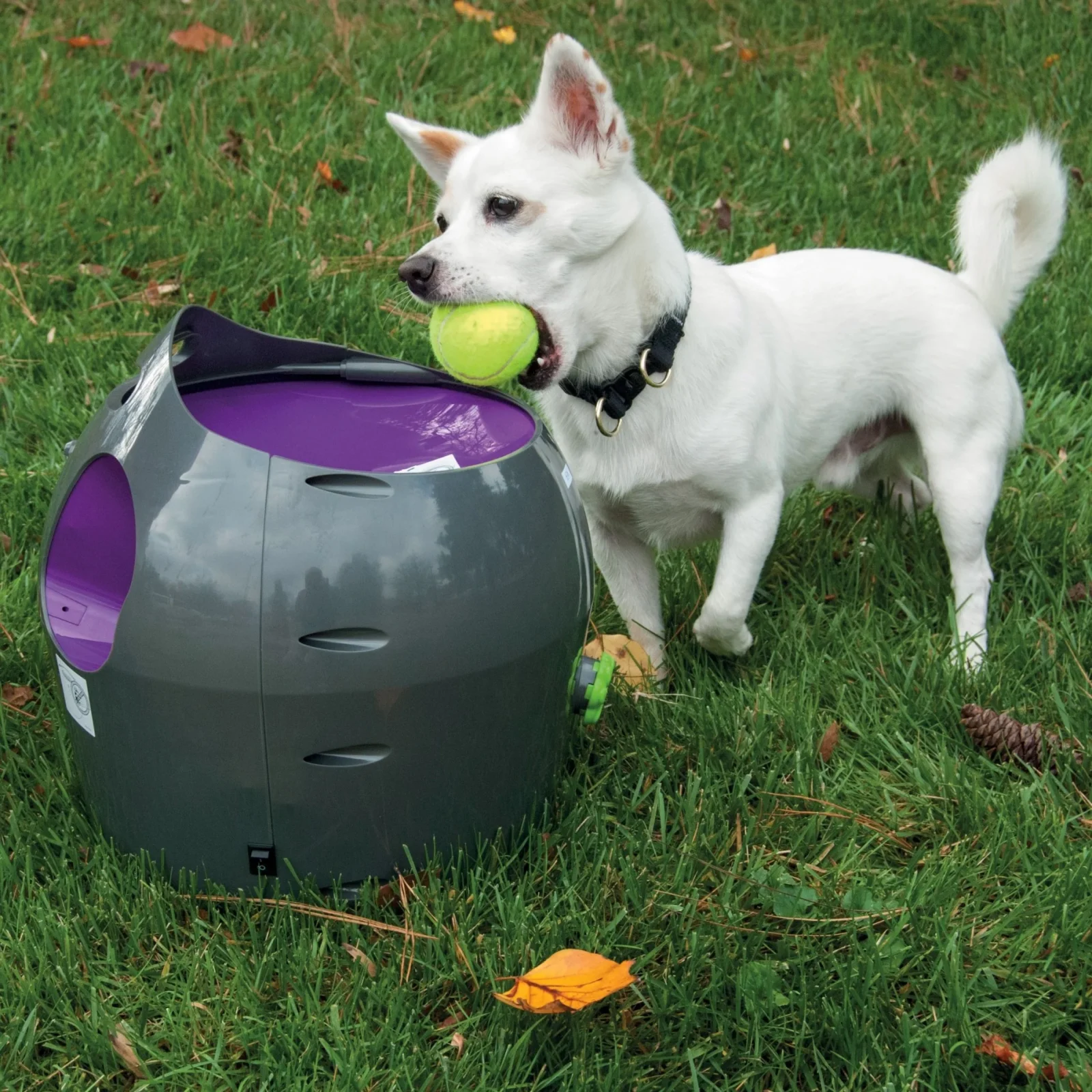 Lanceur de balles automatique chien - Image 2