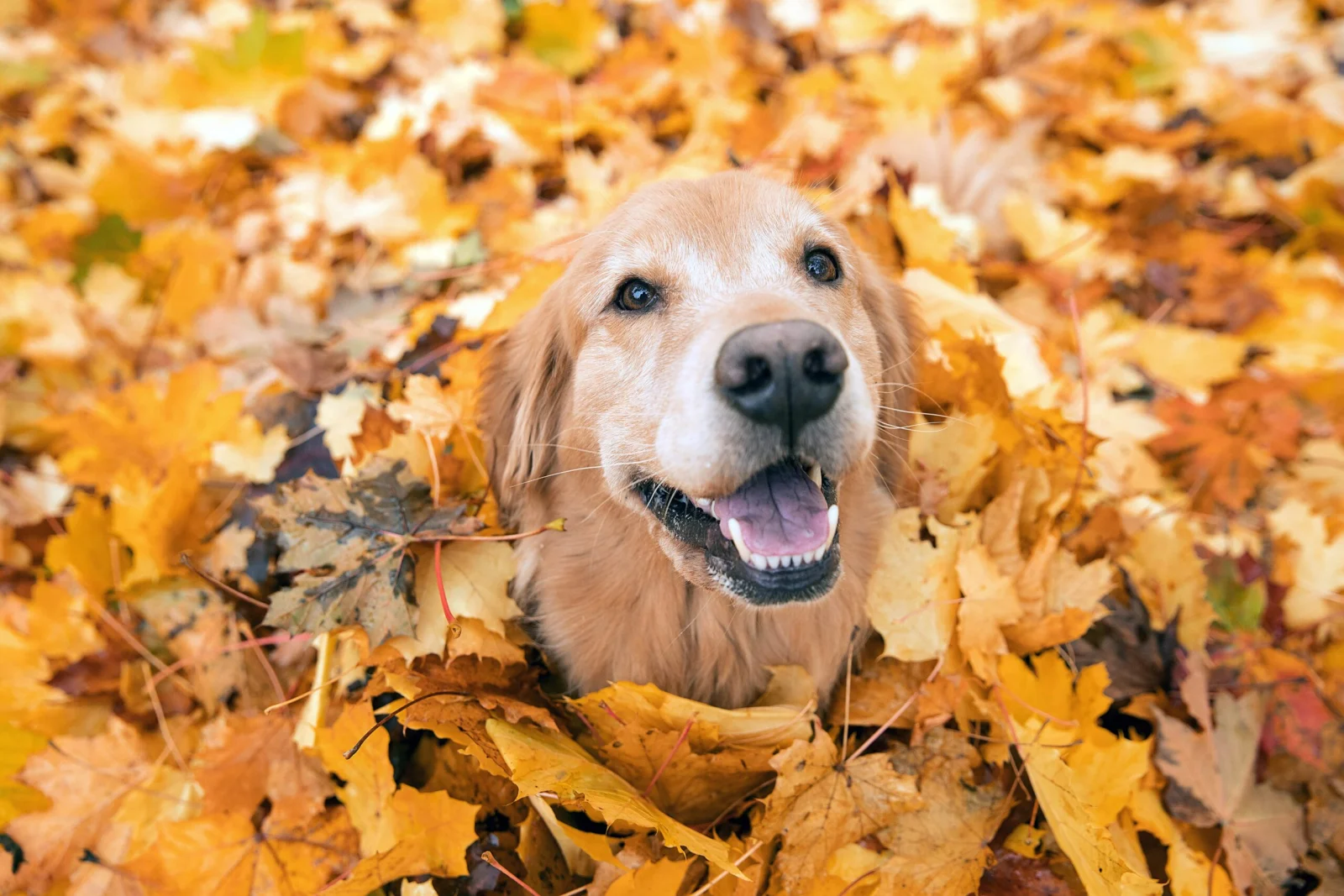 L’automne avec votre chien : 5 conseils pour sécurité et confort