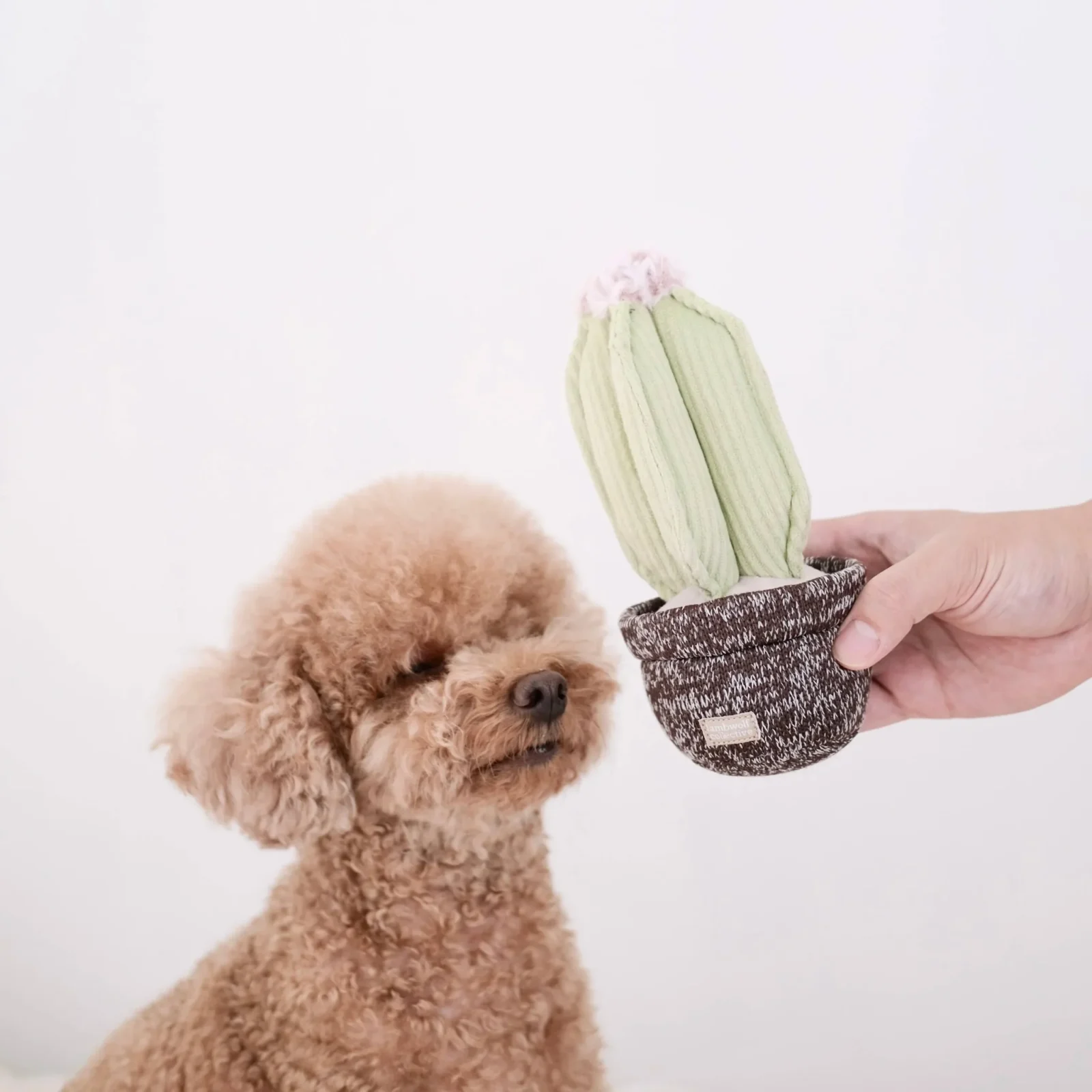 Le Cactus – Jouet de Fouille