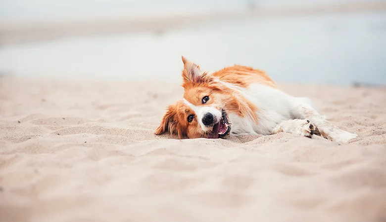 Le meilleur aliment pour chien par temps chaud