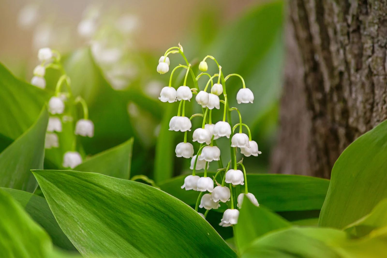 Le mois de mai est incontestablement celui du muguet. Pour protéger votre animal des dangers du muguet, découvrez dans cet article quelques conseils.