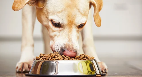 Le passage à la nourriture pour chiens adultes