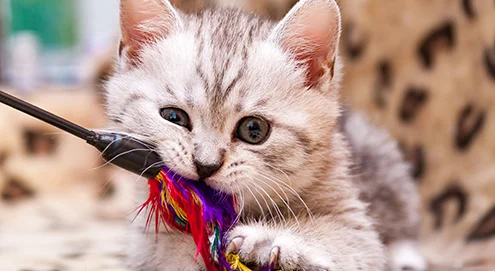 Le Top 10 des noms tendances pour chats