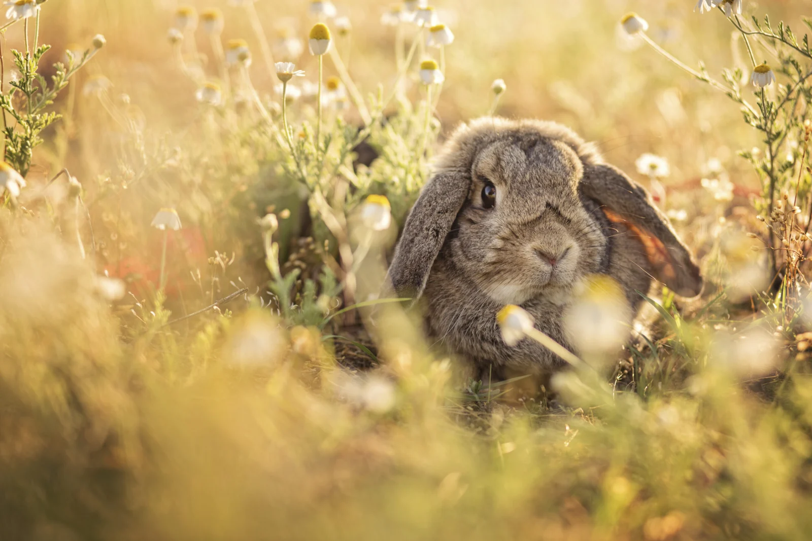 Les lapins et les fortes chaleurs : 7 conseils