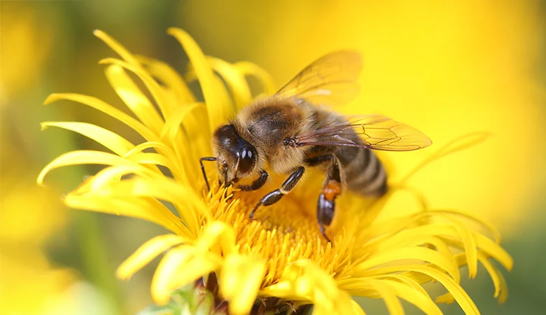 Les meilleures plantes pour les abeilles et les papillons dans votre jardin