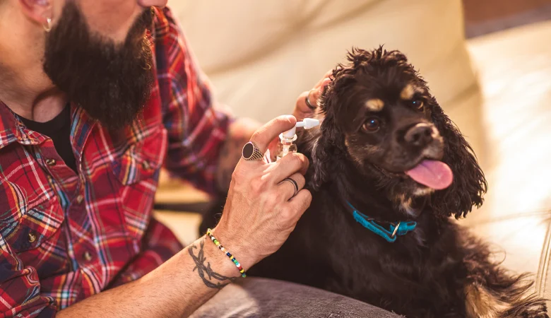 Les oreilles des chiens et des chats sont très sensibles. Il est donc important de les soigner correctement pour éviter les infections.