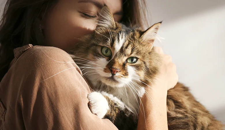 Les tiques sont des parasites désagréables. Dans cette article nous vous racontons tout ce qu'il faut savoir pour protéger votre chat.