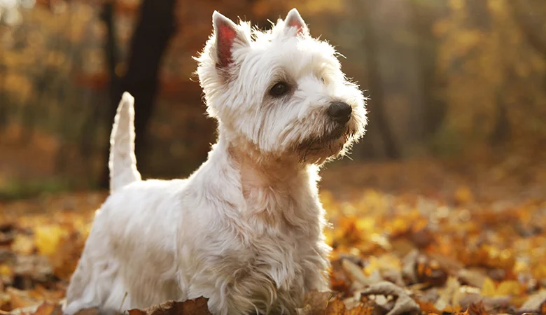 Libido chez le chien | Comportement hypersexuel du chien mâle