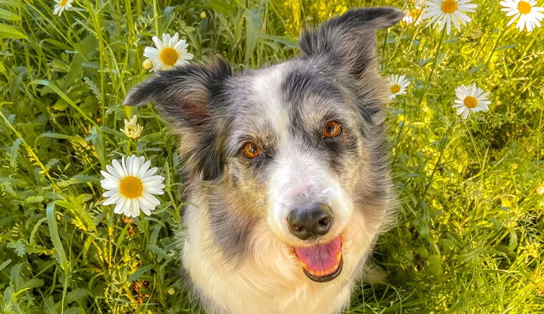 L'identification et l'enregistrement d'un animal avec une puce