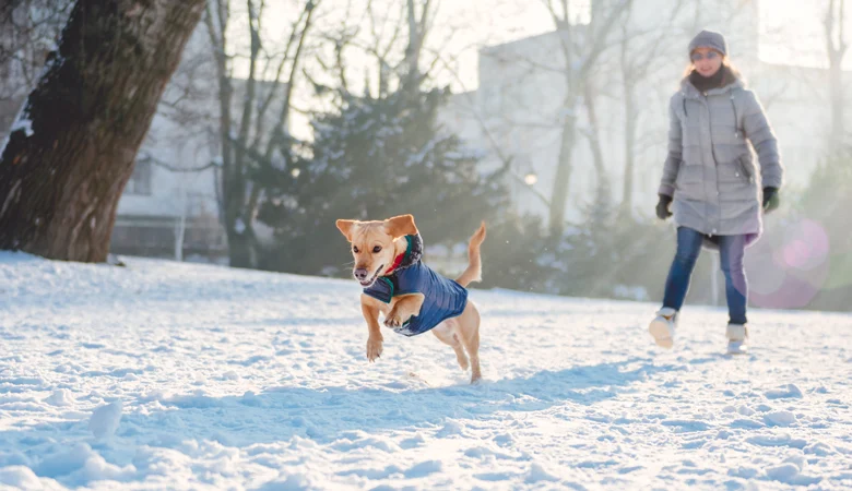 Manteau pour chien | Votre chien a