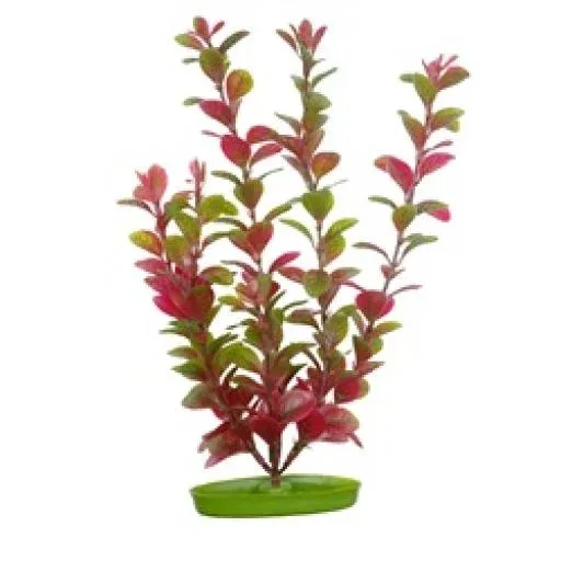Marina Aquascaper Petit Ludwigia Rouge 12,5 cm – France