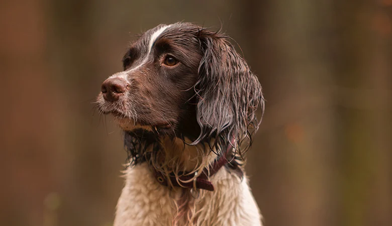 MICI chez le chien et diarrhée chronique