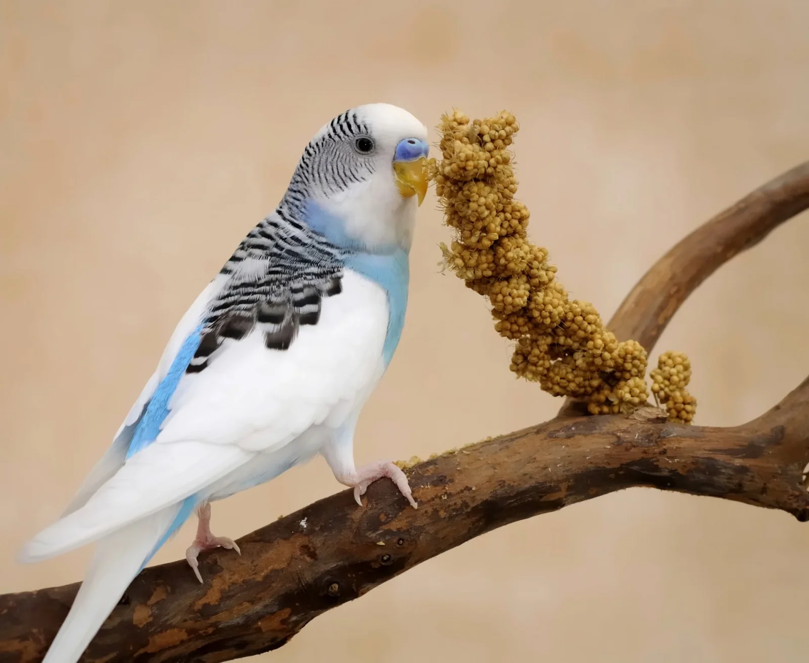 Millet en grappes Prestige Gold - Image 2