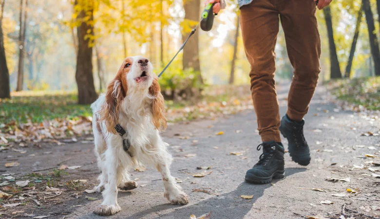 Mon chien ne veut pas se promener : que pouvez