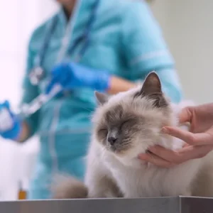 Nos animaux de compagnie, les chiens et les chats, peuvent souffrir de problèmes respiratoires. Lisez notre article pour en savoir plus !