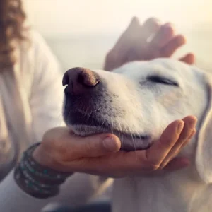 Nos animaux peuvent être stressés dans certaines situations. Notre article vous explique comment les phéromones peuvent jouer un rôle important.