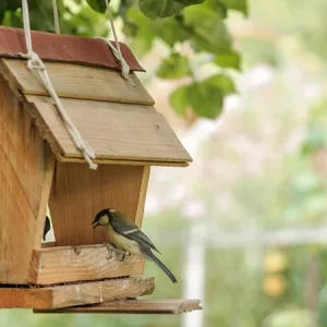 Nourrir les oiseaux du jardin