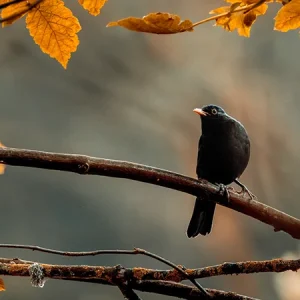 Nourrir les oiseaux en automne