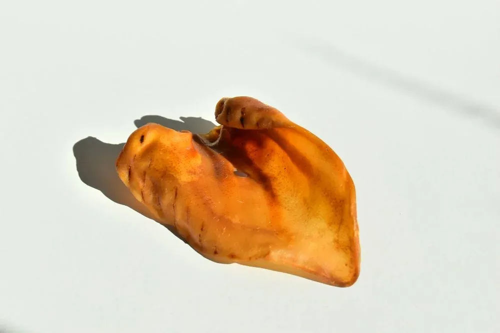 Oreille de porc