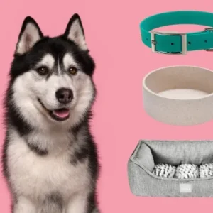 Pack loulou (collier + gamelle + corbeille) : Wooden Cat : accessoires personnalisés animaux