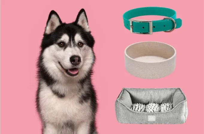 Pack loulou (collier + gamelle + corbeille) : Wooden Cat : accessoires personnalisés animaux