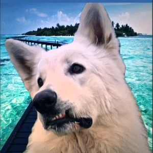Pancarte chien de garde berger blanc suisse 2PB fr