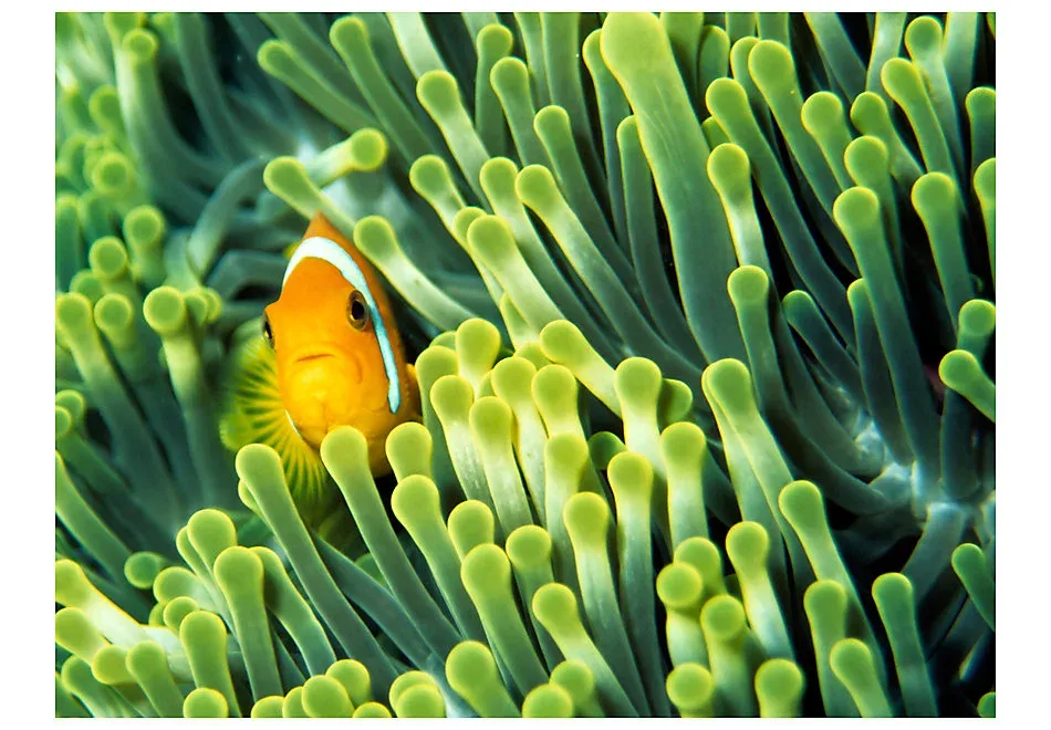 Papier peint intissé panoramique animaux anemonefish 250×193 cm