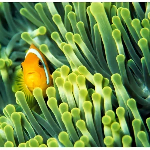 Papier peint intissé panoramique animaux anemonefish 300×231 cm