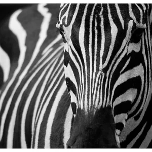 Papier peint intissé panoramique animaux blanc à rayures noires 250×193 cm
