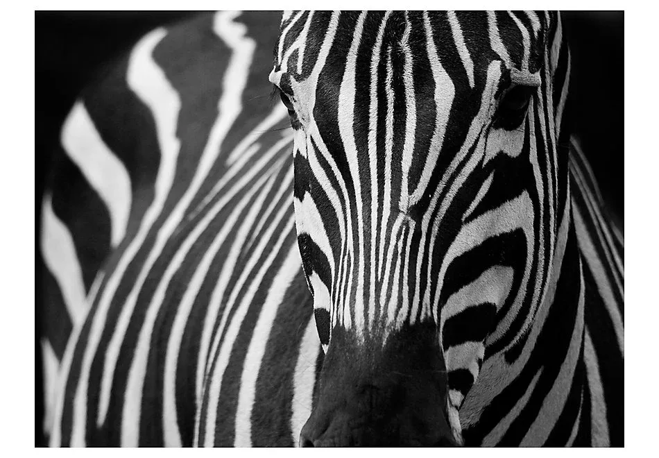 Papier peint intissé panoramique animaux blanc à rayures noires 250×193 cm