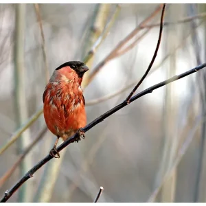 Papier peint intissé panoramique animaux bullfinch in the forest 200×154 cm