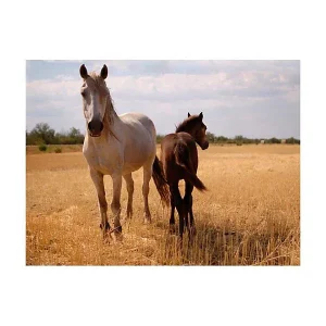 Papier peint intissé panoramique animaux cheval et poulain 250×193 cm