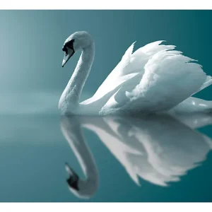 Papier peint intissé panoramique animaux cygne blanc 350×270 cm