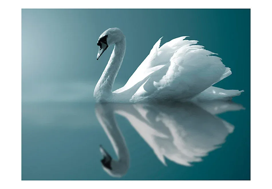 Papier peint intissé panoramique animaux cygne blanc 350×270 cm