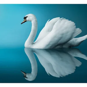 Papier peint intissé panoramique animaux cygne – réflexion 350×270 cm