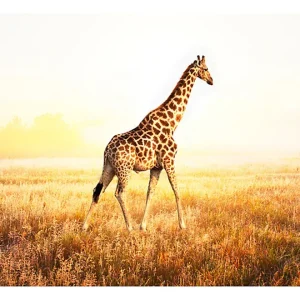 Papier peint intissé panoramique animaux girafe – promenade 400×309 cm