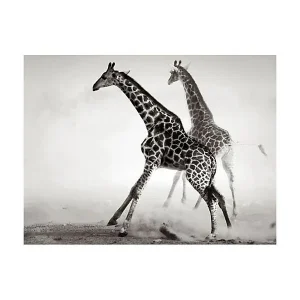 Papier peint intissé panoramique animaux girafes 350×270 cm