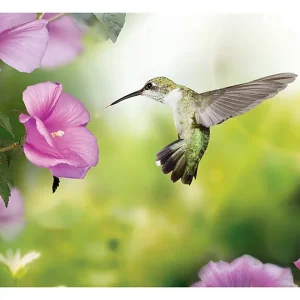 Papier peint intissé panoramique animaux humming-bird 400×280 cm