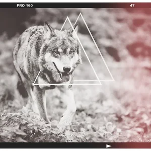 Papier peint intissé panoramique animaux loup – photographie 350×270 cm