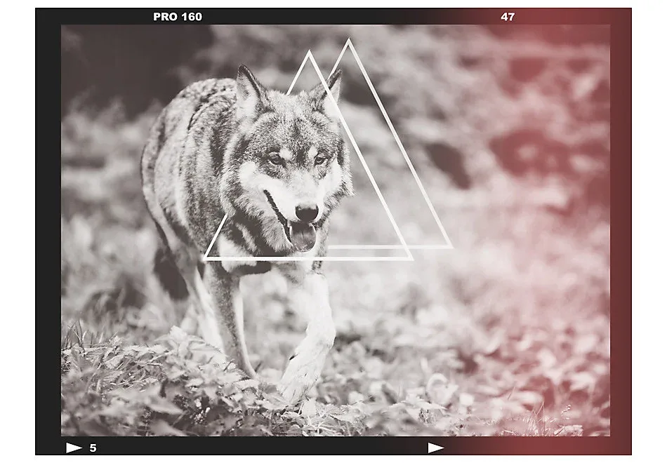 Papier peint intissé panoramique animaux loup – photographie 350×270 cm