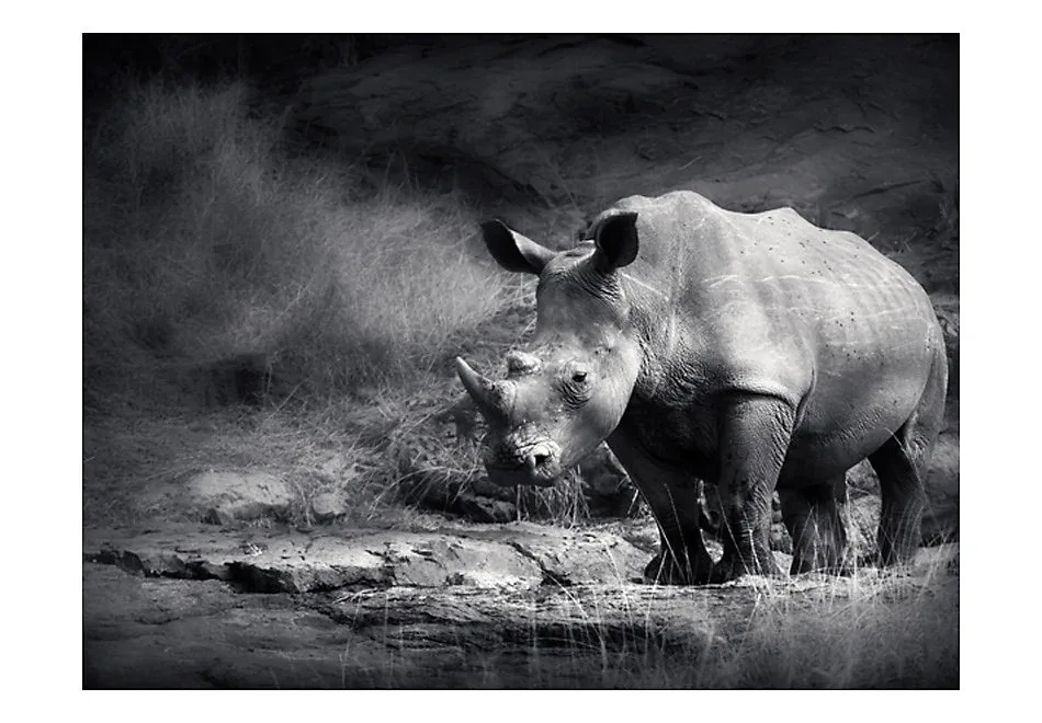 Papier peint intissé panoramique animaux rhinocéros perdu dans la rêverie 300×231 cm