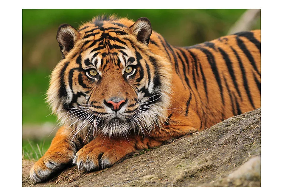 Papier peint intissé panoramique animaux tigre de sumatra 400×309 cm