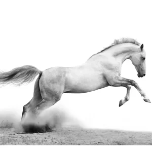 Papier peint intissé panoramique animaux white gallop 350×270 cm