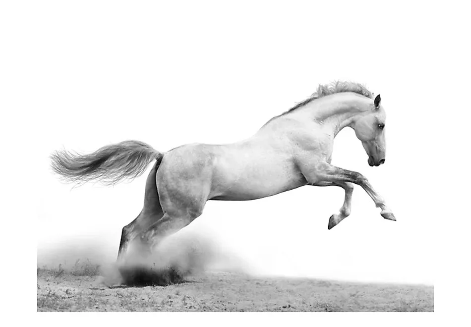 Papier peint intissé panoramique animaux white gallop 350×270 cm
