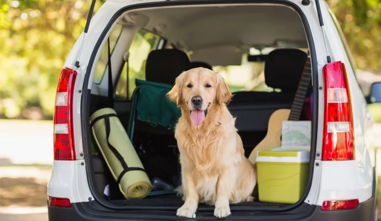 Partir en vacances avec mon chien ou chat